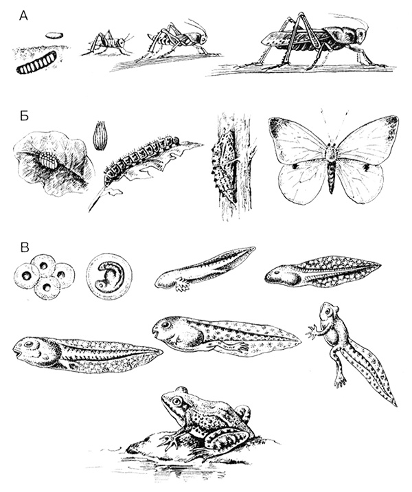 Иллюстрация к книге — Темы школьного курса. Размножение организмов. Деление клеток. Способы размножения организмов. Онтогенез [i_019.jpg]