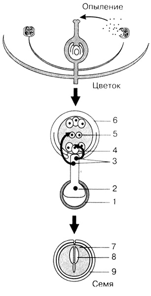 Иллюстрация к книге — Темы школьного курса. Размножение организмов. Деление клеток. Способы размножения организмов. Онтогенез [i_026.jpg]