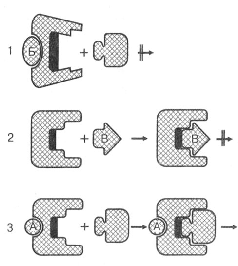 Иллюстрация к книге — Биология: Обмен веществ и энергии в клетках организма [i_014.jpg]