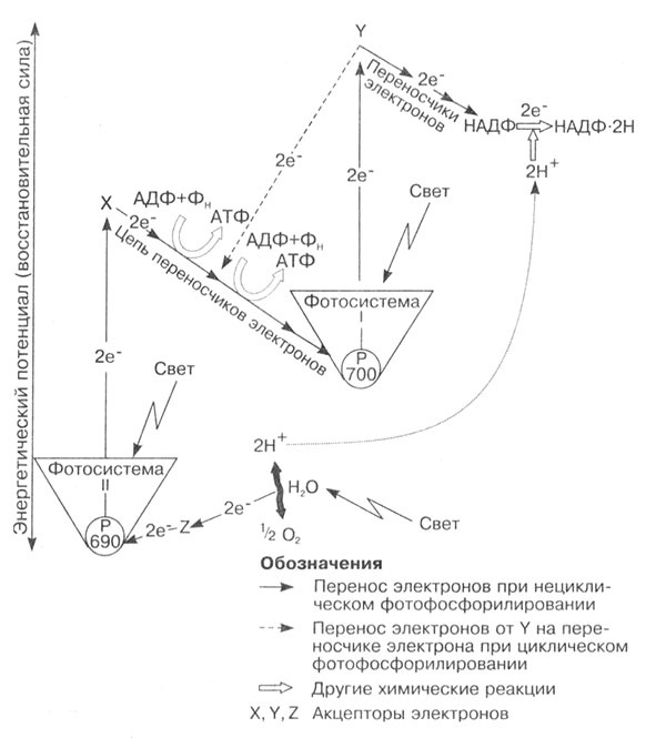 Иллюстрация к книге — Биология: Обмен веществ и энергии в клетках организма [i_027.jpg]