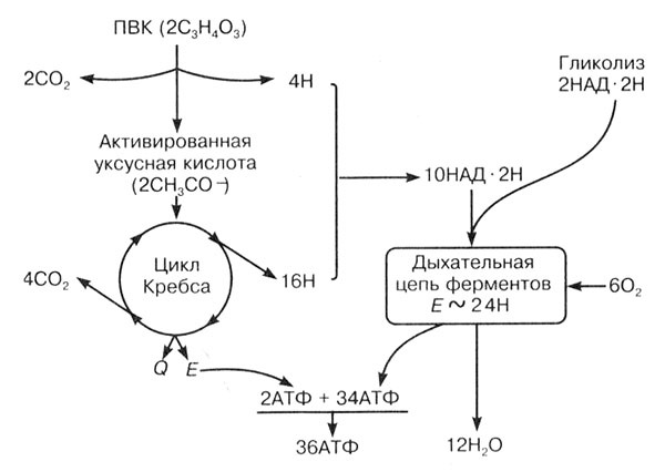 Иллюстрация к книге — Биология: Обмен веществ и энергии в клетках организма [i_058.jpg]