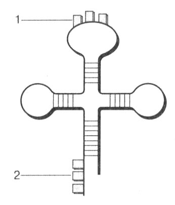 Иллюстрация к книге — Биология: Обмен веществ и энергии в клетках организма [i_067.jpg]