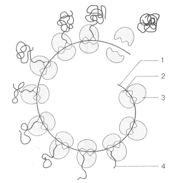 Иллюстрация к книге — Биология: Обмен веществ и энергии в клетках организма [i_070.jpg]