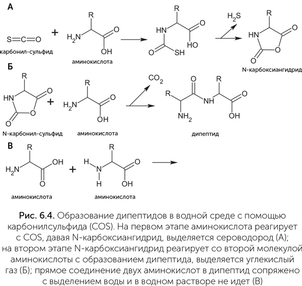Иллюстрация к книге — Происхождение жизни. От туманности до клетки [i_043.jpg]