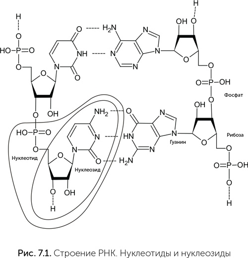 Иллюстрация к книге — Происхождение жизни. От туманности до клетки [i_050.jpg]