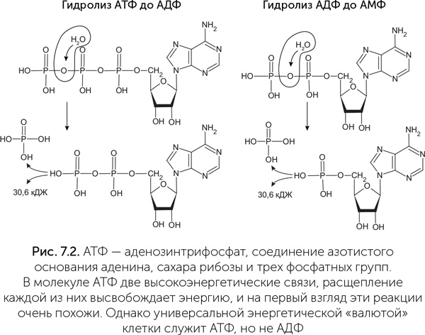 Иллюстрация к книге — Происхождение жизни. От туманности до клетки [i_051.jpg]