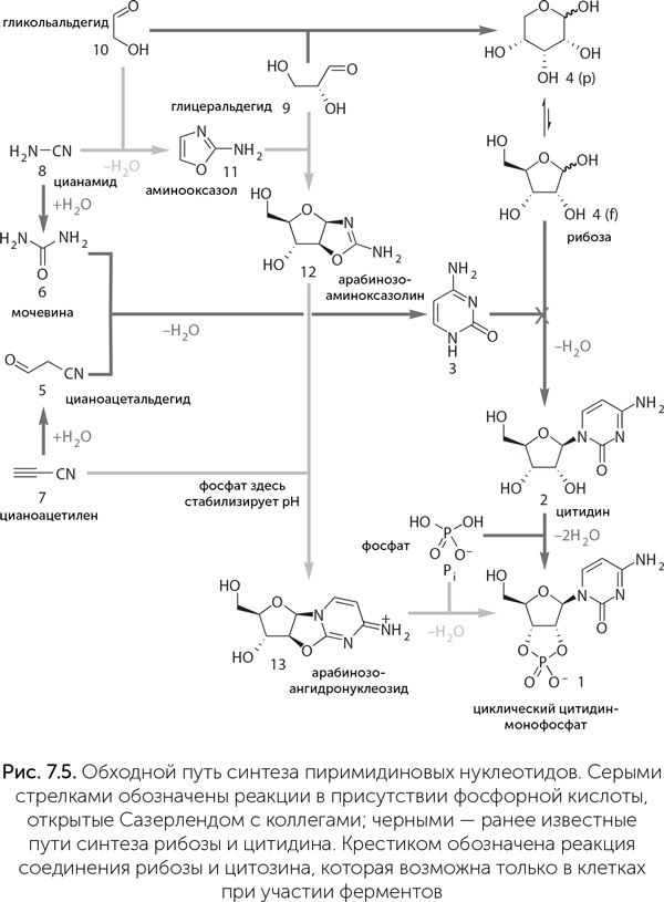 Иллюстрация к книге — Происхождение жизни. От туманности до клетки [i_054.jpg]