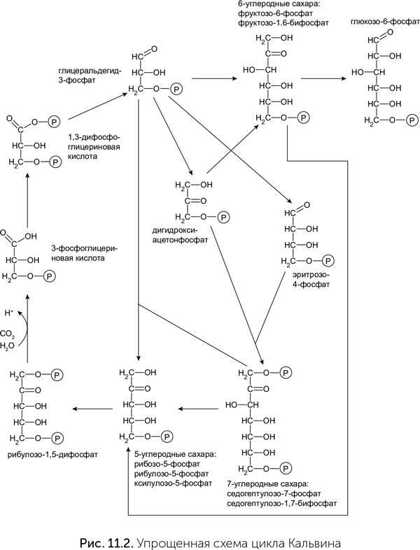 Иллюстрация к книге — Происхождение жизни. От туманности до клетки [i_078.jpg]