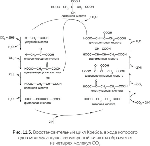 Иллюстрация к книге — Происхождение жизни. От туманности до клетки [i_081.jpg]