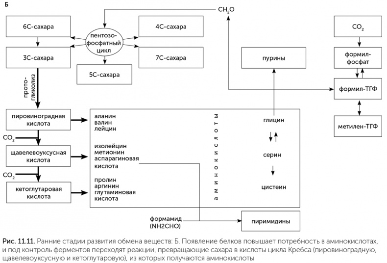 Иллюстрация к книге — Происхождение жизни. От туманности до клетки [i_089.jpg]