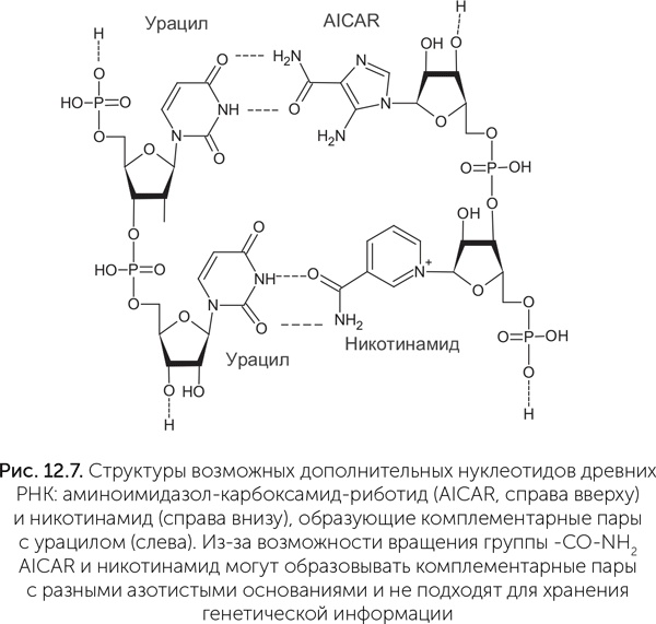 Иллюстрация к книге — Происхождение жизни. От туманности до клетки [i_098.jpg]