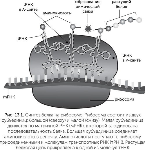 Иллюстрация к книге — Происхождение жизни. От туманности до клетки [i_102.jpg]