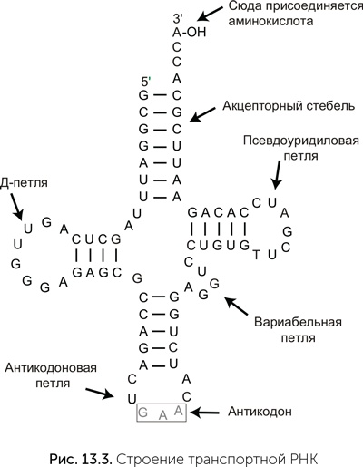 Иллюстрация к книге — Происхождение жизни. От туманности до клетки [i_104.jpg]