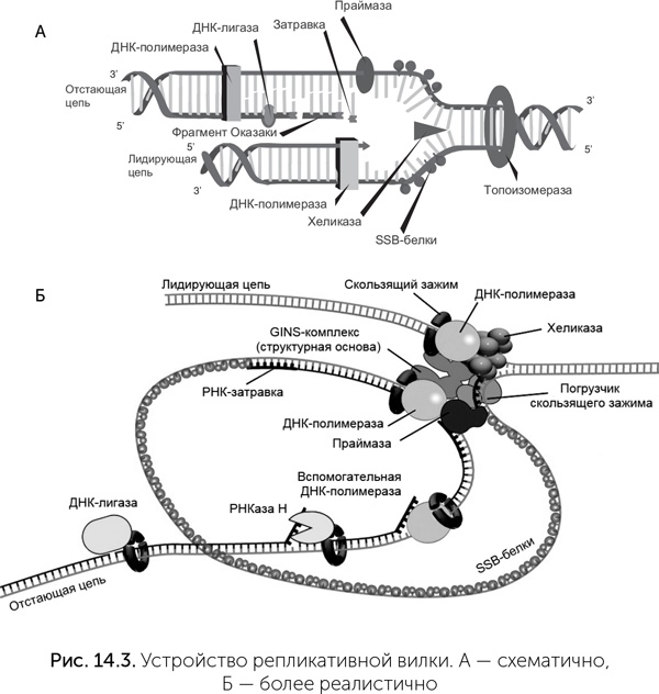 Иллюстрация к книге — Происхождение жизни. От туманности до клетки [i_117.jpg]