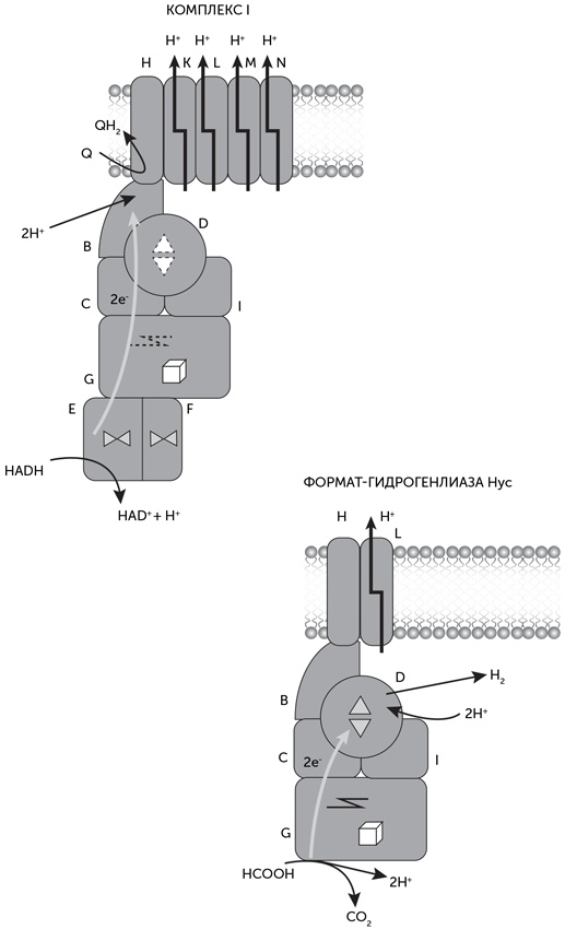Иллюстрация к книге — Происхождение жизни. От туманности до клетки [i_150.jpg]