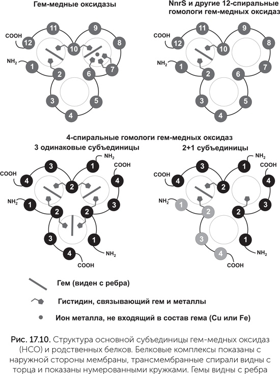 Иллюстрация к книге — Происхождение жизни. От туманности до клетки [i_153.jpg]