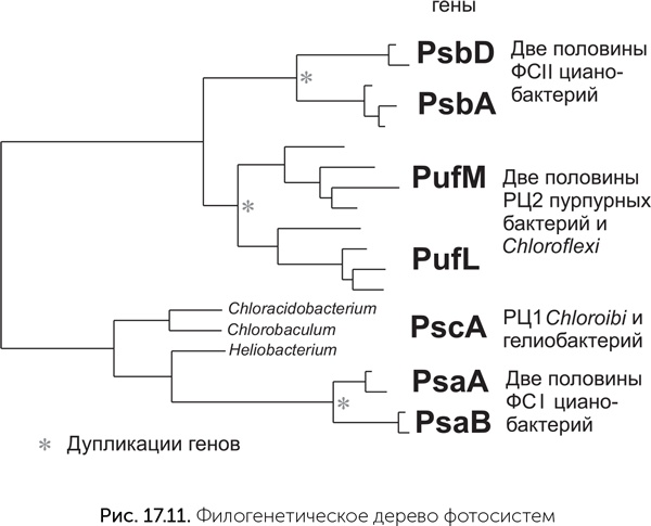 Иллюстрация к книге — Происхождение жизни. От туманности до клетки [i_154.jpg]