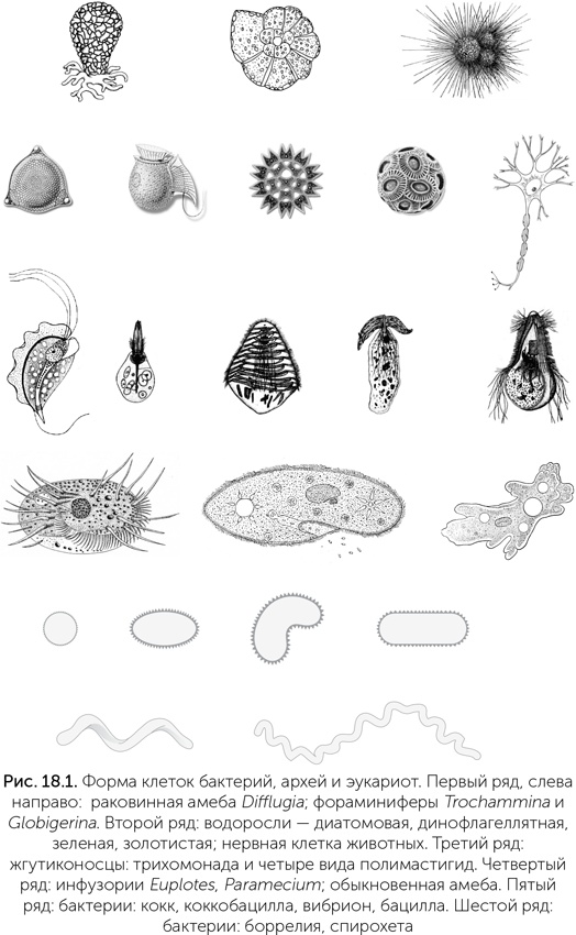 Иллюстрация к книге — Происхождение жизни. От туманности до клетки [i_159.jpg]