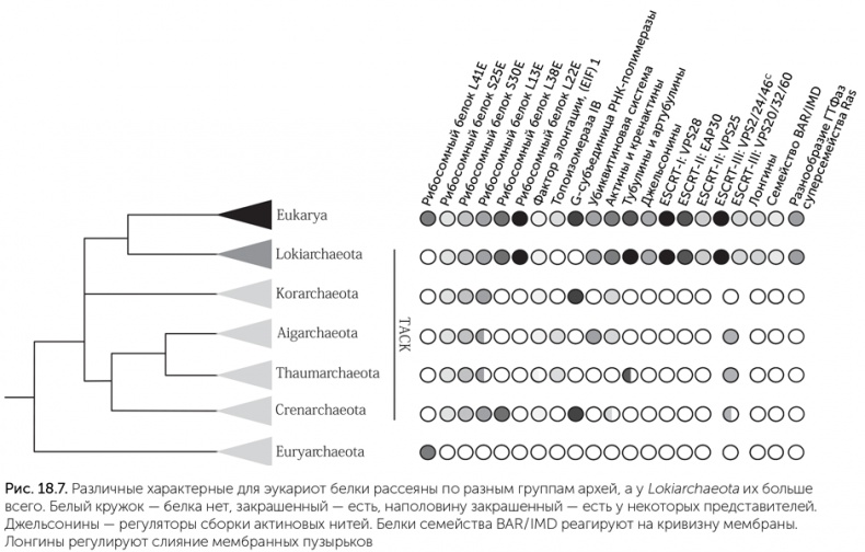 Иллюстрация к книге — Происхождение жизни. От туманности до клетки [i_165.jpg]