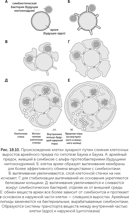 Иллюстрация к книге — Происхождение жизни. От туманности до клетки [i_168.jpg]
