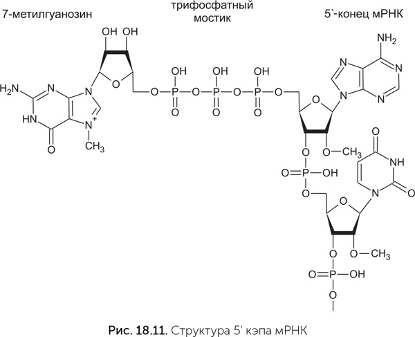 Иллюстрация к книге — Происхождение жизни. От туманности до клетки [i_169.jpg]