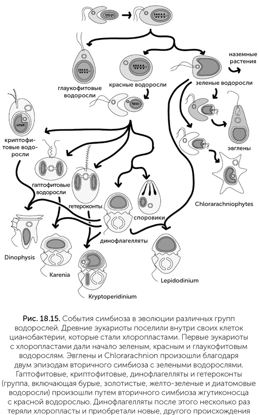 Иллюстрация к книге — Происхождение жизни. От туманности до клетки [i_173.jpg]