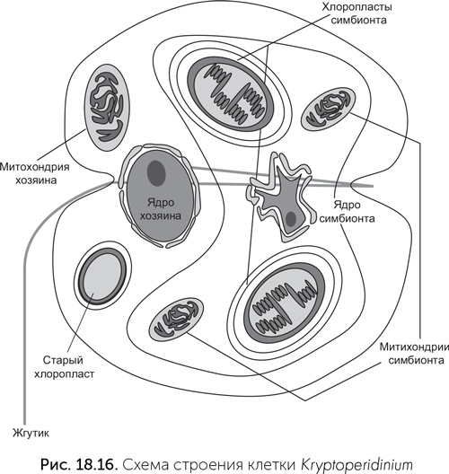Иллюстрация к книге — Происхождение жизни. От туманности до клетки [i_174.jpg]