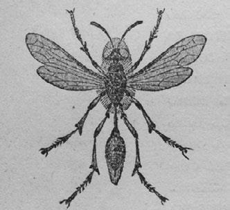 Иллюстрация к книге — Этюды о природе человека [i_007.jpg]