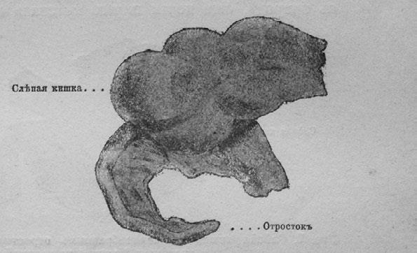 Иллюстрация к книге — Этюды о природе человека [i_008.jpg]