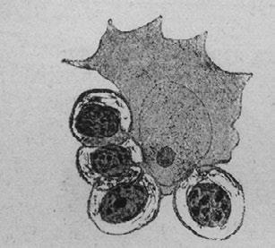 Иллюстрация к книге — Этюды о природе человека [i_018.jpg]