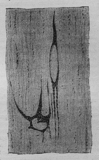 Иллюстрация к книге — Этюды о природе человека [i_019.jpg]