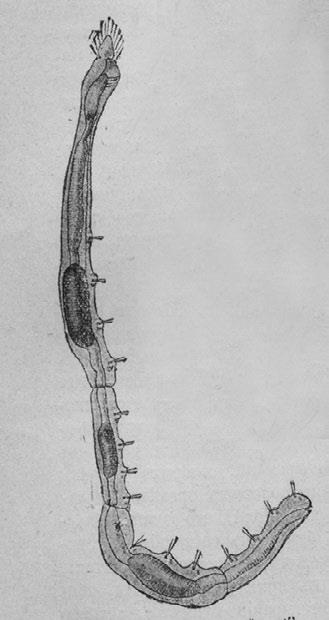 Иллюстрация к книге — Этюды о природе человека [i_020.jpg]