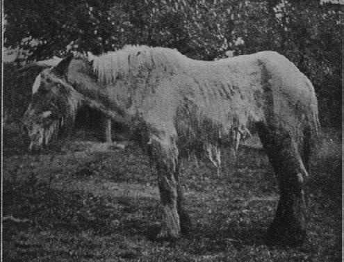 Иллюстрация к книге — Этюды о природе человека [i_024.jpg]