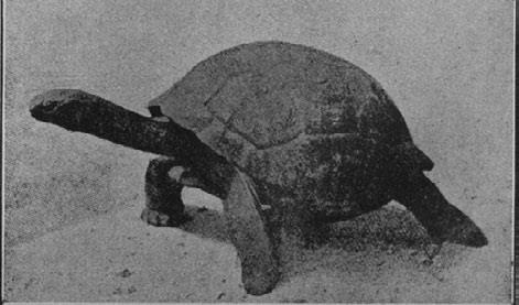 Иллюстрация к книге — Этюды о природе человека [i_027.jpg]