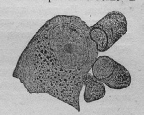 Иллюстрация к книге — Этюды о природе человека [i_029.jpg]