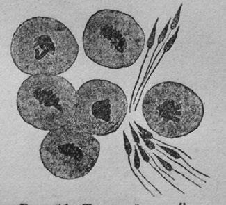 Иллюстрация к книге — Этюды о природе человека [i_033.jpg]