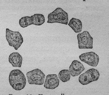 Иллюстрация к книге — Этюды о природе человека [i_035.jpg]