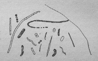 Иллюстрация к книге — Этюды о природе человека [i_036.jpg]