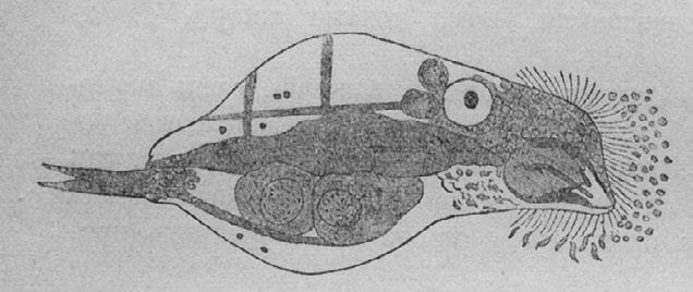 Иллюстрация к книге — Этюды о природе человека [i_039.jpg]