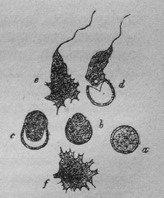 Иллюстрация к книге — Этюды о природе человека [i_042.jpg]
