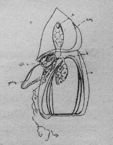 Иллюстрация к книге — Этюды о природе человека [i_045.jpg]