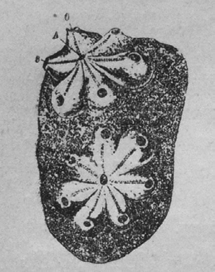 Иллюстрация к книге — Этюды о природе человека [i_046.jpg]