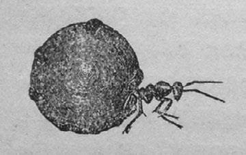 Иллюстрация к книге — Этюды о природе человека [i_047.jpg]