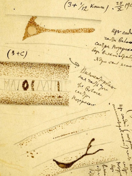 Иллюстрация к книге — Этюды о природе человека [i_054.jpg]