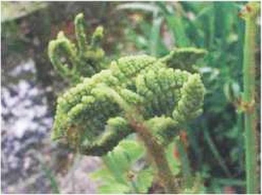 Иллюстрация к книге — Растения. Параллельный мир [i_005.jpg]