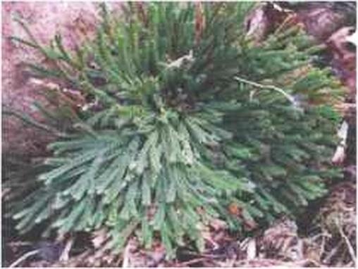 Иллюстрация к книге — Растения. Параллельный мир [i_011.jpg]