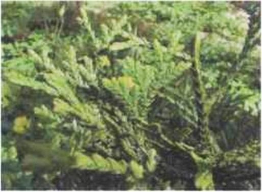 Иллюстрация к книге — Растения. Параллельный мир [i_012.jpg]