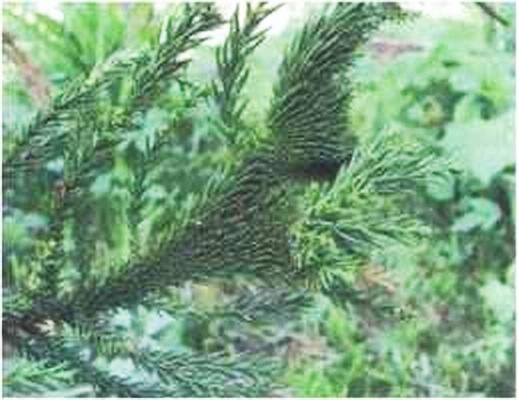 Иллюстрация к книге — Растения. Параллельный мир [i_013.jpg]