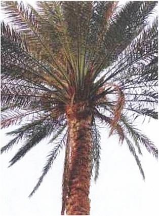 Иллюстрация к книге — Растения. Параллельный мир [i_017.jpg]