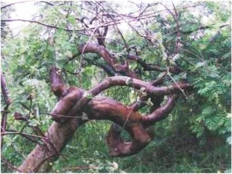 Иллюстрация к книге — Растения. Параллельный мир [i_018.jpg]